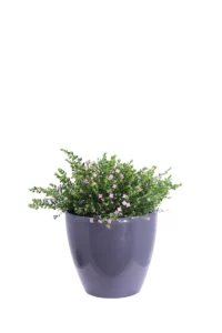 Boronia Crenulata Decò Antracite v29 egarden.store online