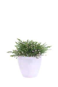 Boronia Crenulata Decò Trasparente v29 egarden.store online