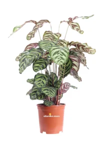 Calathea Makoyana v19 egarden.store 1 Calathea Makoyana v19 egarden.store online