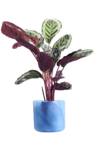 Calathea Roseopicta Angela Ocean Blue v22 egarden.store online