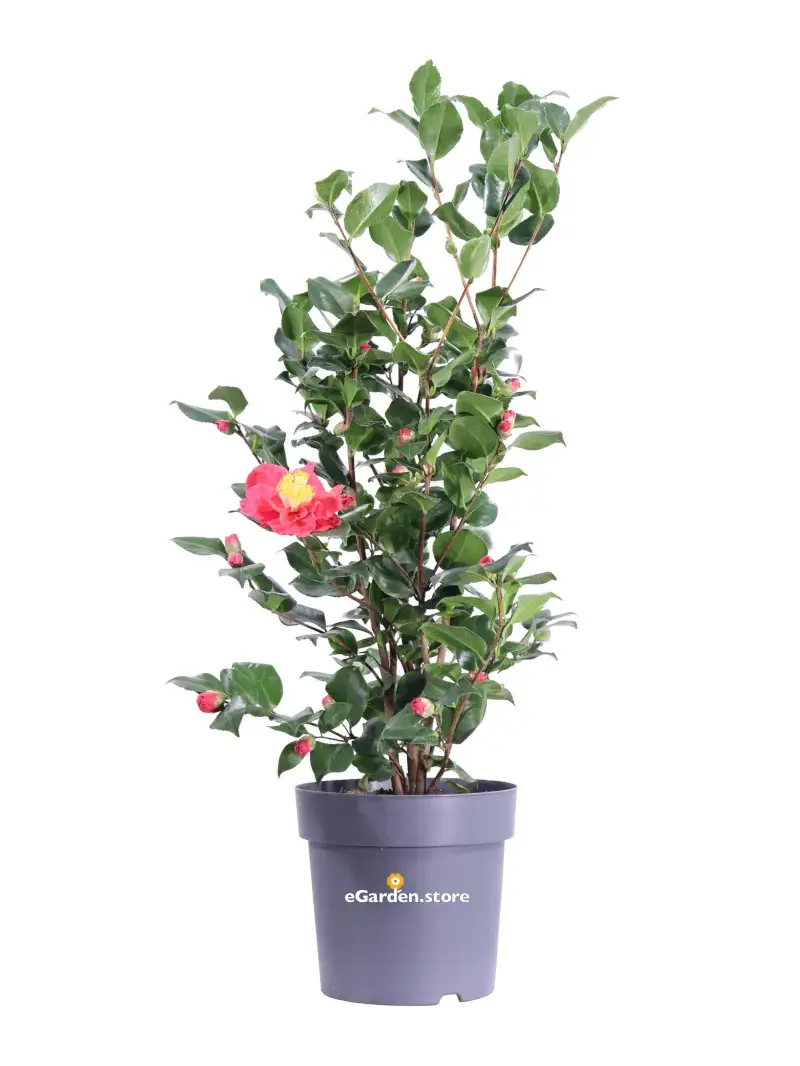 Camellia Japonica Doctor King v27 egarden.store online