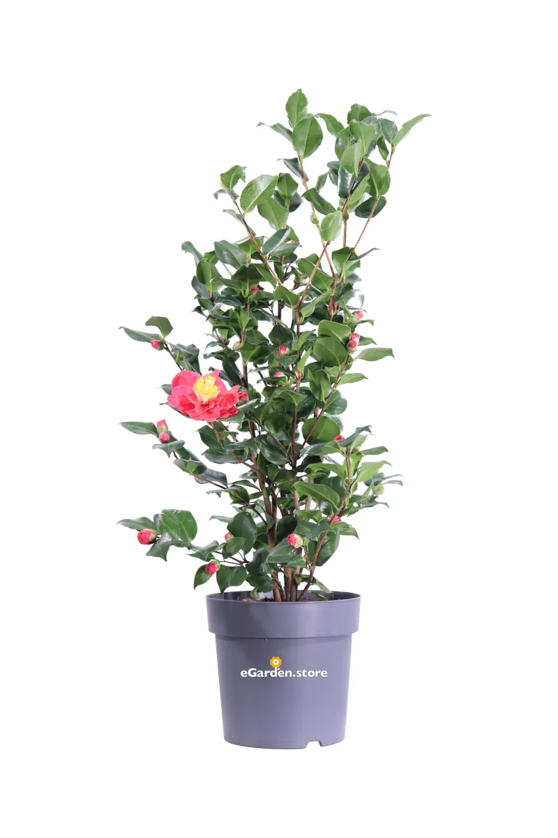 Camellia Japonica Doctor King v27 egarden.store online