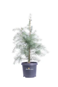 Cedrus Deodara v19 egarden.store online