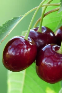 Ciliegio - Kordia v20 egarden.store online