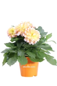 Dalia - Dahlia Giallo-Rosa v14 egarden.store 1 Dalia - Dahlia Giallo-Rosa v14 egarden.store online
