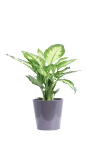Dieffenbachia Camilla Dallas Shiny Anthracite v14 egarden.store 1 Dieffenbachia Camilla Dallas Shiny Anthracite v14 egarden.store online