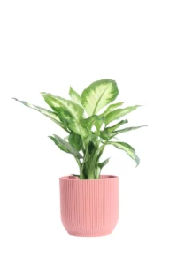 Dieffenbachia Camilla Fold Round Rosa v14 egarden.store 1 Dieffenbachia Camilla Dallas