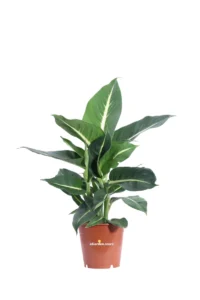 Dieffenbachia Green Magic v12 egarden.store online