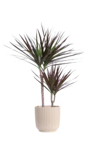 Dracena Marginata Magenta Sriped Beige v19 egarden.store online