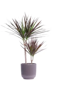 Dracena Marginata Magenta Sriped Grey v19 egarden.store online