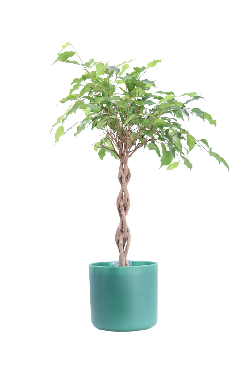 Ficus Benjamin Intrecciato Ocean Green v18 egarden.store online