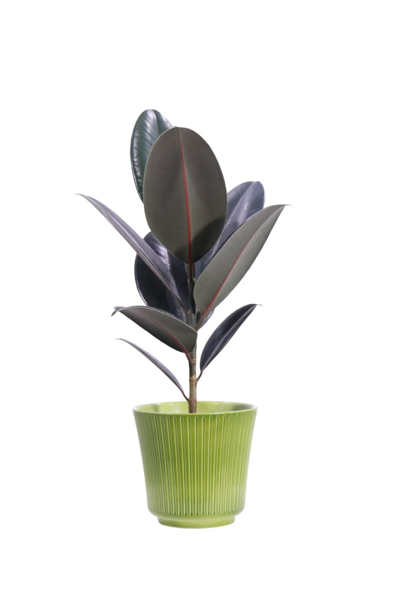 Ficus Elastica Abidjan Shiny Green v18 egarden.store online