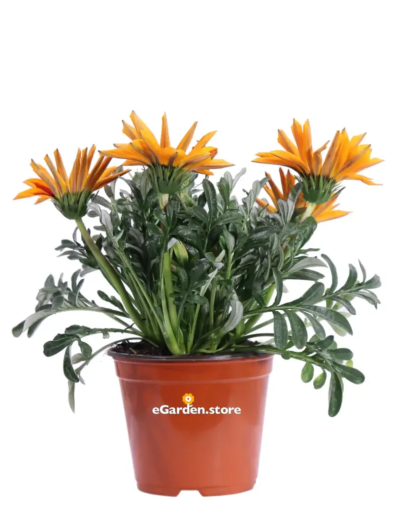 Gazania Uniflora Arancione Bicolor v14 egarden.store online
