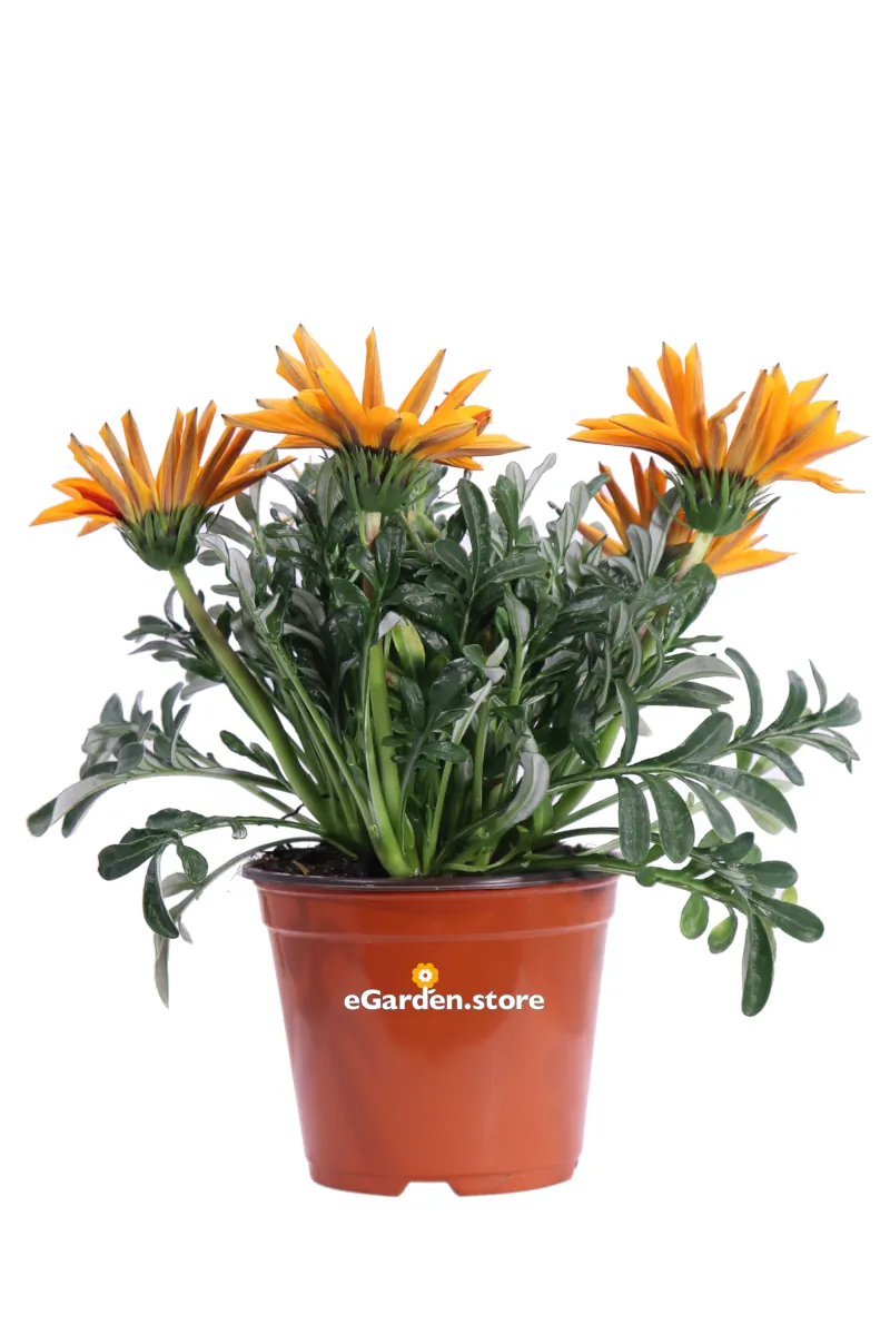 Gazania Uniflora Arancione Bicolor v14 egarden.store online