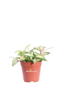 Hoya Carnosa Tricolor v12 egarden.store online