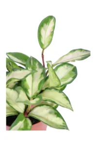 Hoya Carnosa Tricolor v9 egarden.store online