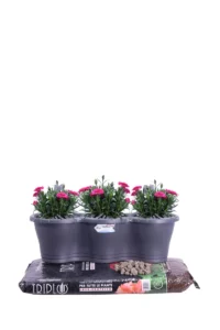 Kit Garofano Fucsia Hanger Trio Amtracite v53 egarden.store online