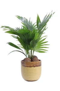 Livistona Rotundifolia Betume Yellow v17 egarden.store online