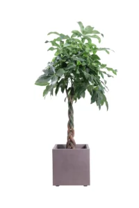 Pachira Aquatica Intrecciata Cube