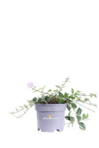 Pervinca Minore - Vinca Minor v13 egarden.store online