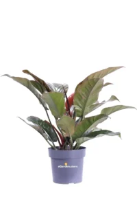 Philodendron Imperial Red v20 egarden.store 1 Philodendron Imperial Red v20 egarden.store online