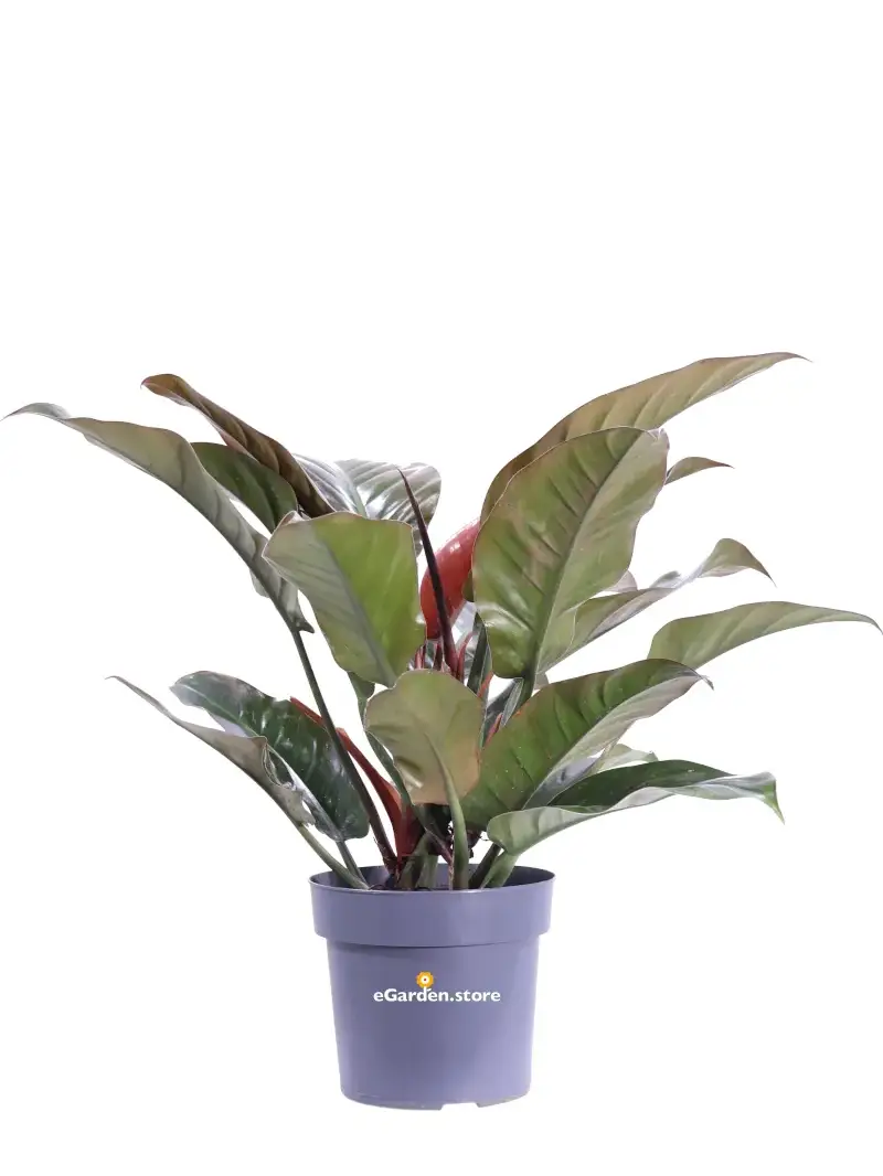 Philodendron Imperial Red v20 egarden.store online