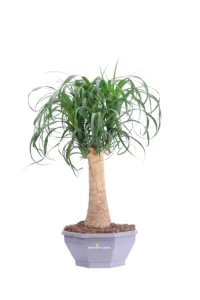 Pianta Mangia Fumo - Beaucarnea Recurvata v22 egarden.store online
