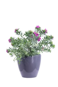 Polygala Myrtifolia Decò Antracite v29 egarden.store online