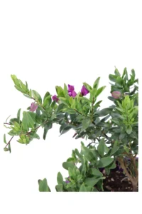 Polygala Myrtifolia Decò Swing Purple v26 egarden.store online