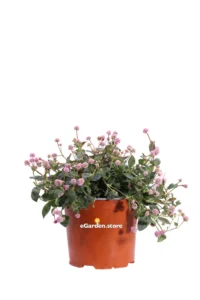 Polygonum Capitatum v15 egarden.store online