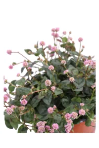Polygonum Capitatum v15 egarden.store online