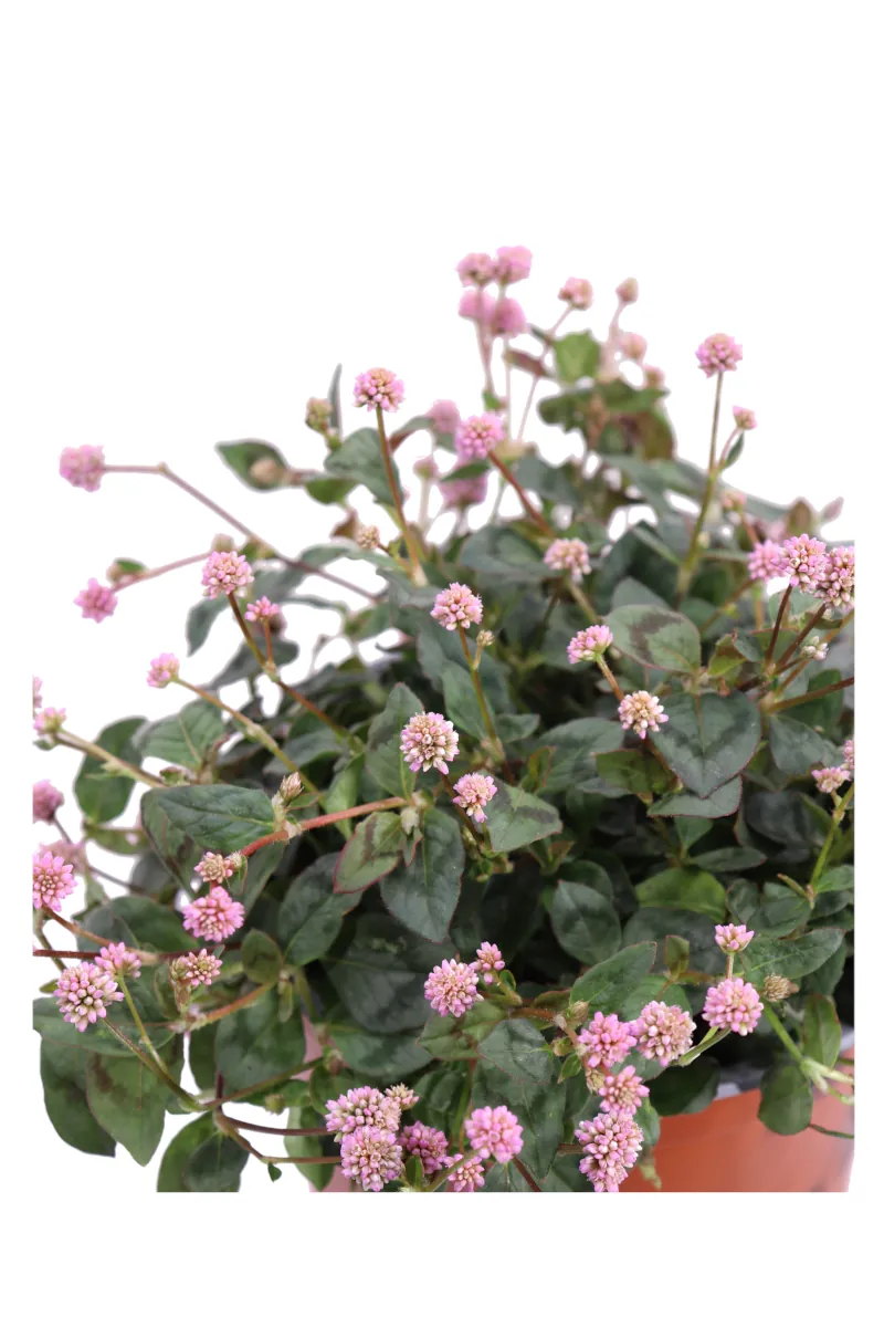 Polygonum Capitatum v15 egarden.store online