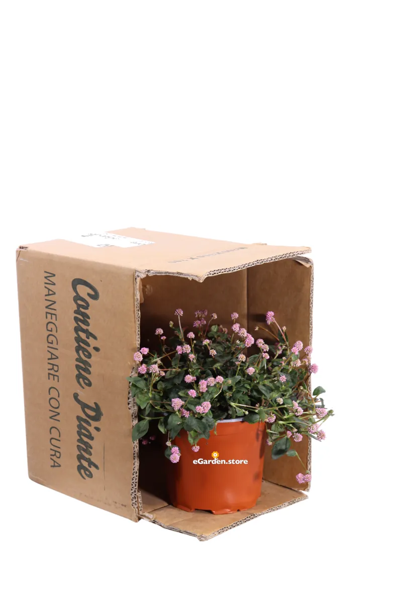 Polygonum Capitatum v15 egarden.store online