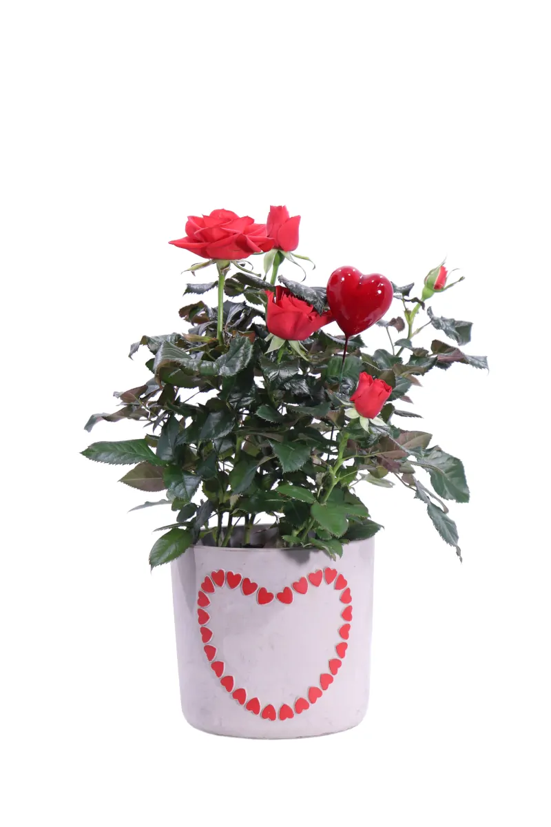 Rosa Rossa One Love v13 egarden.store online