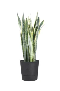 Sansevieria Laurentii Greensense AC Round Charcoal Grey v35 egarden.store online