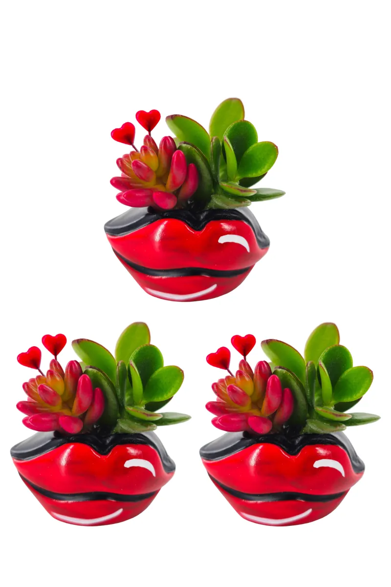 Set Succulente Hotlips egarden.store online
