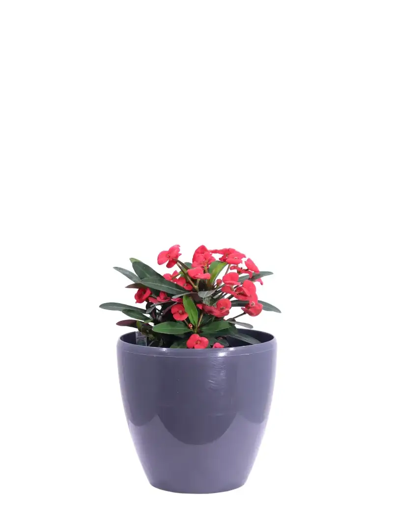 Spina di Cristo - Euphorbia Milii Rossa Decò Antracite v20 egarden.store online