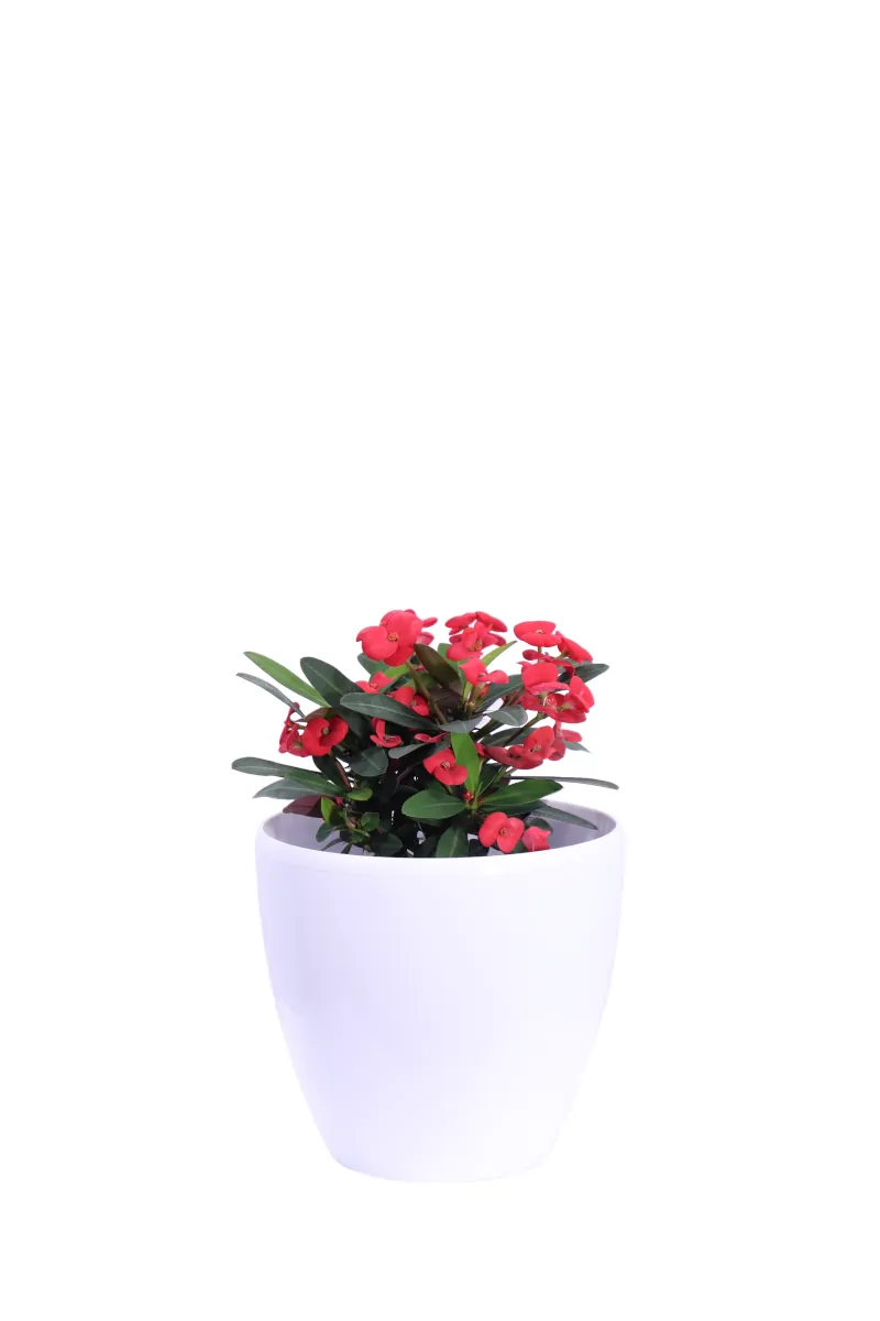 Spina di Cristo - Euphorbia Milii Rossa Decò Bianco v20 egarden.store online