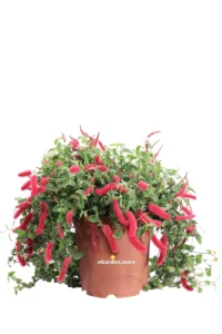 Acalifa - Acalypha Hispida