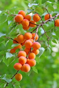 Albicocco Perla v20 egarden.store online