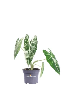 Alocasia Frydek Variegata v12 egarden.store online