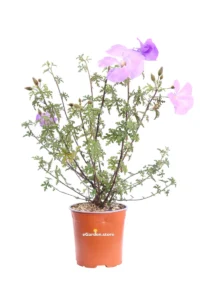 Alyogyne Huegelii Santa Crux v17 egarden.store 1 Alyogyne Huegelii Santa Crux v17 egarden.store online