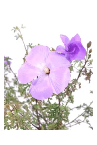 Alyogyne Huegelii Santa Crux v17 egarden.store 2 Alyogyne Huegelii Santa Crux v17 egarden.store online