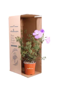 Alyogyne Huegelii Santa Crux v17 egarden.store 3 Alyogyne Huegelii Santa Cruz