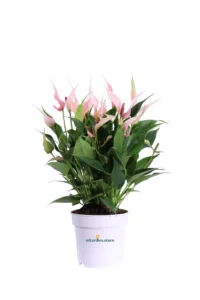 Anthurium Lilli v14 egarden.store online