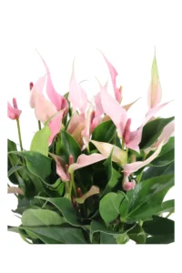 Anthurium Lilli