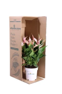 Anthurium Lilli v14 egarden.store online