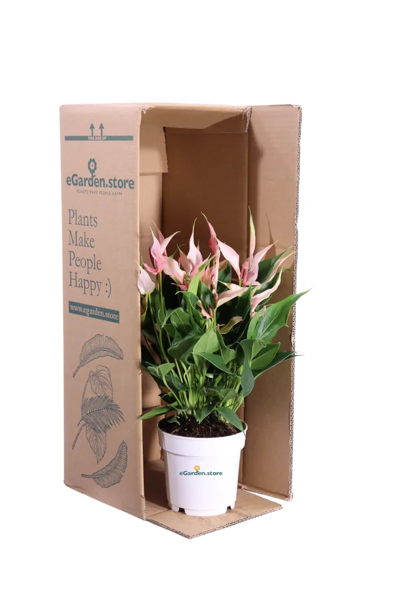 Anthurium Lilli v14 egarden.store online