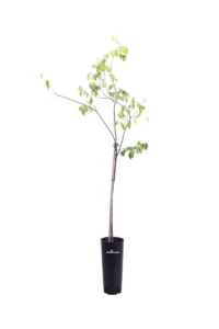 Averrhoa Carambola - Arkin v20 egarden.store online