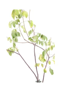 Averrhoa Carambola - Arkin v20 egarden.store online